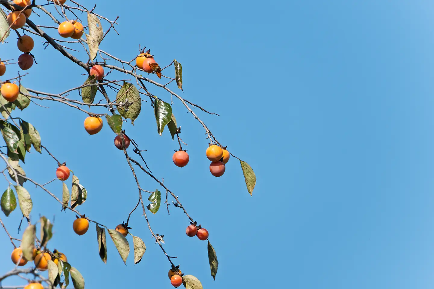 千疋の柿の風景